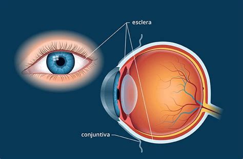 esclera do olho-1